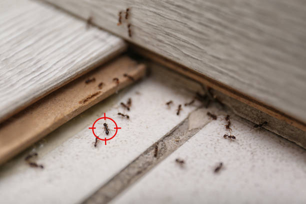 Best Termite Control Services  in Iyanbito, NM