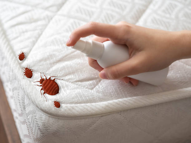 Best Affordable Pest Control Services  in Iyanbito, NM