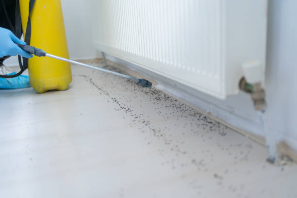 Best Pest Control Near Me  in Iyanbito, NM